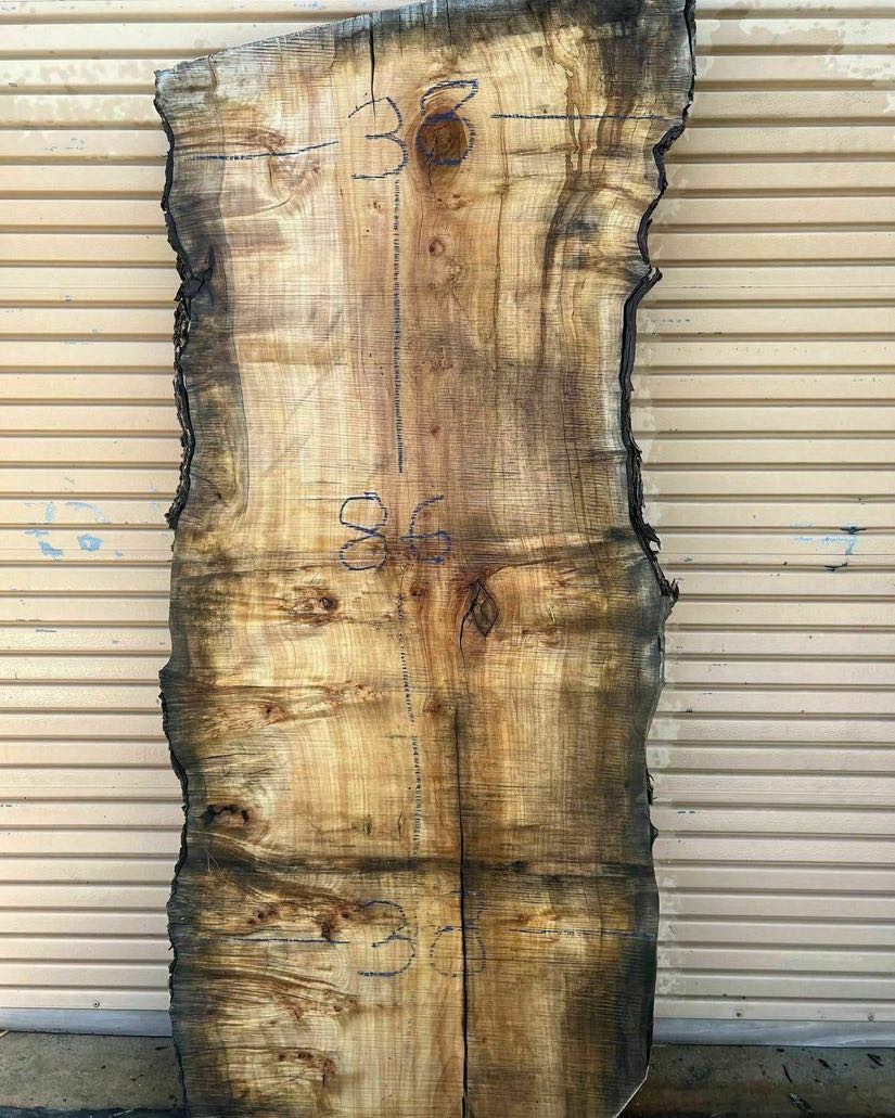 A spalted silver maple slab stood on end, with its width and length written on the face