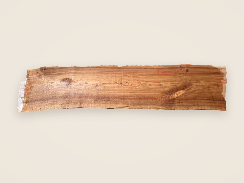Slab AE 28, American elm