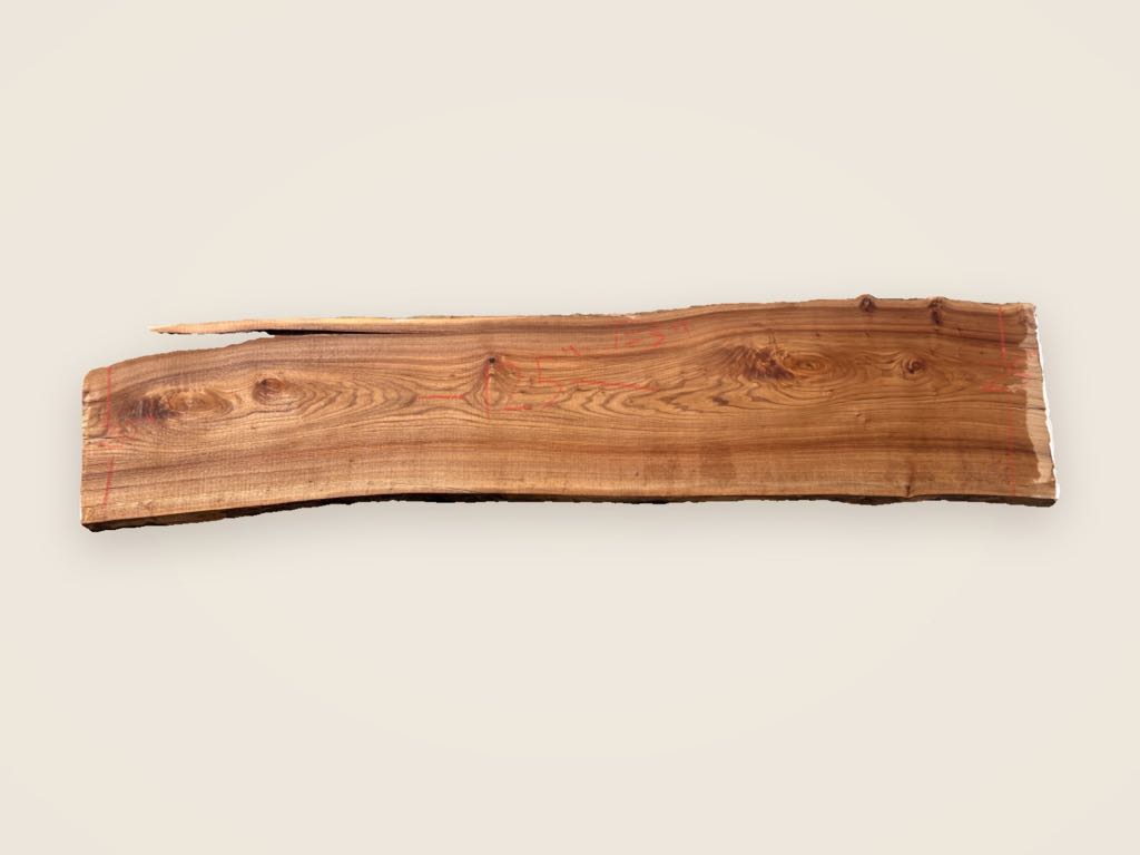 Slab AE 31, American elm
