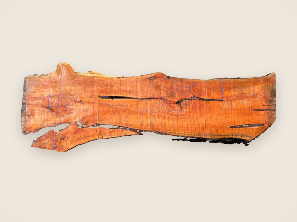 Slab MC 30, Monterey cypress