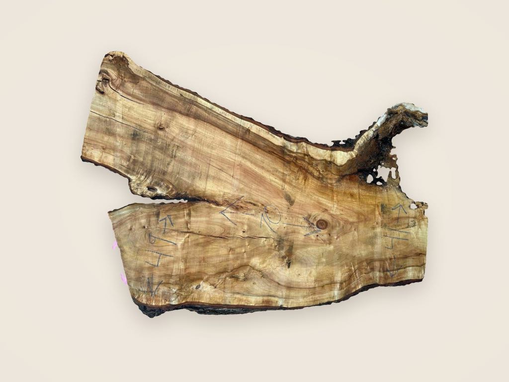 Slab SM 22, silver maple