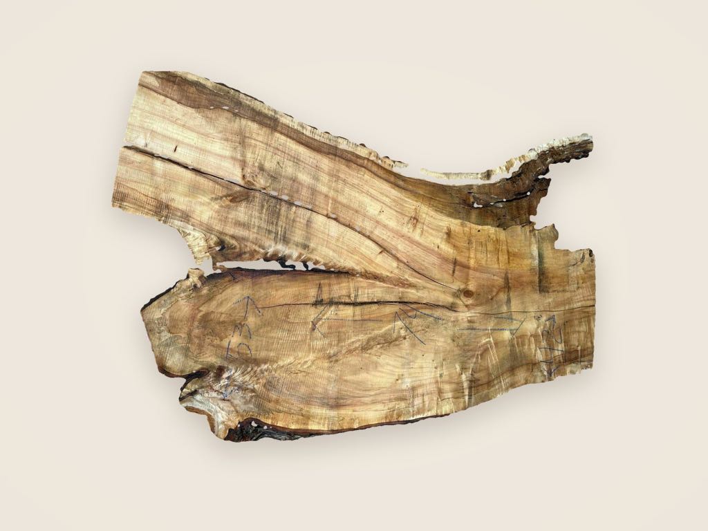 Slab SM 23, silver maple, photographed from above on a plain backdrop