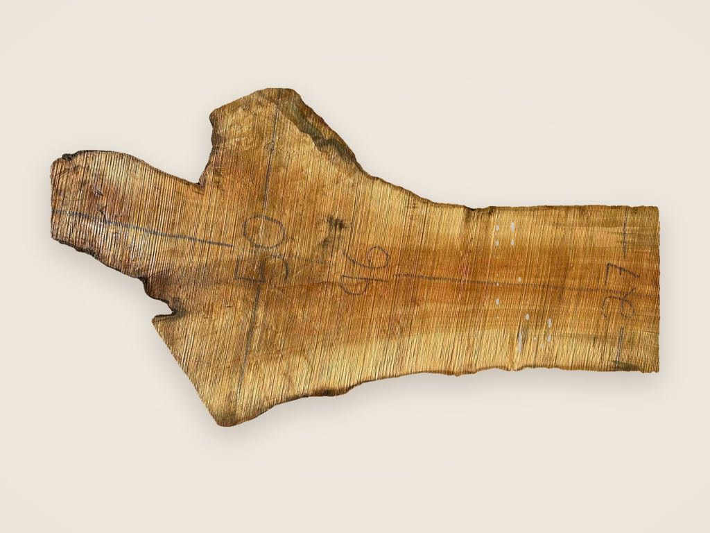 Slab SM 9, silver maple, photographed from above on a plain backdrop