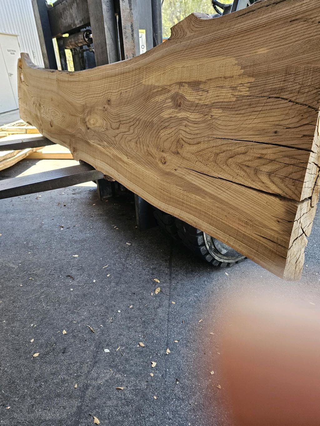Slab AE 25, American elm