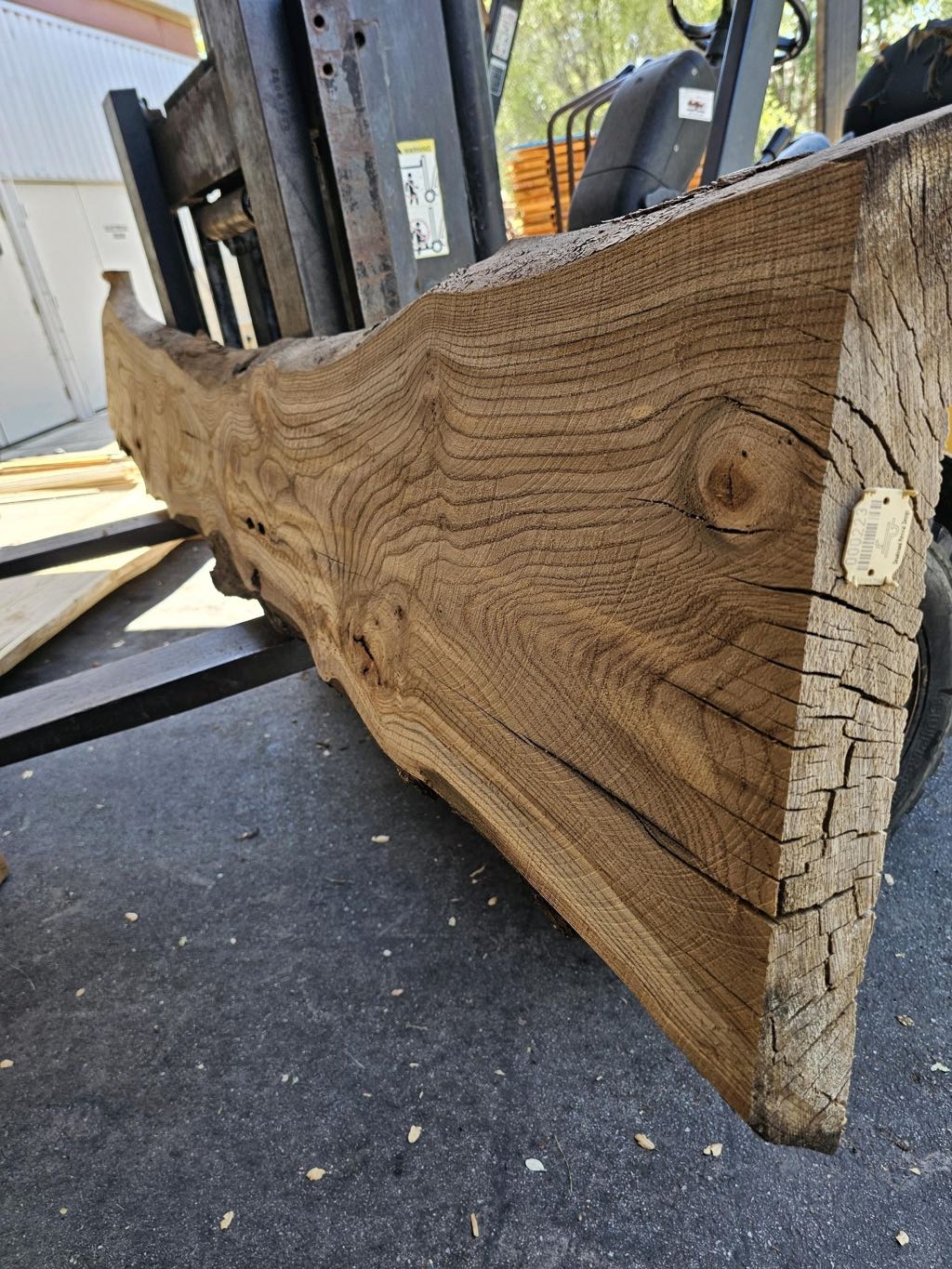 Slab AE 26, American elm