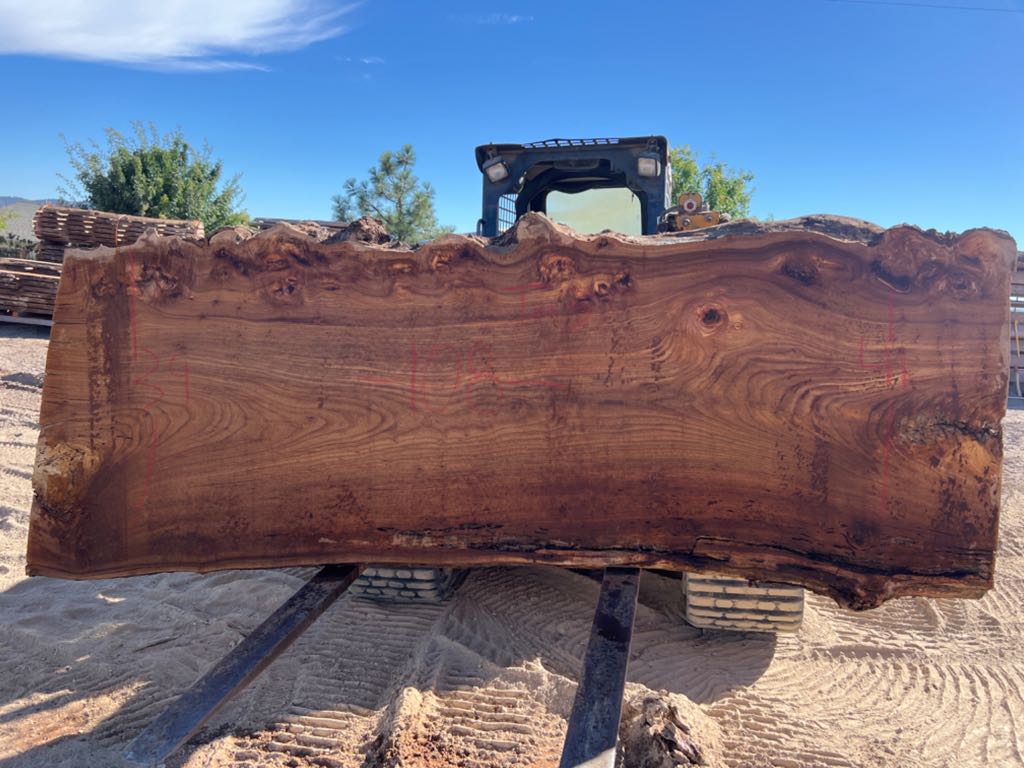 Slab AE 41, American elm