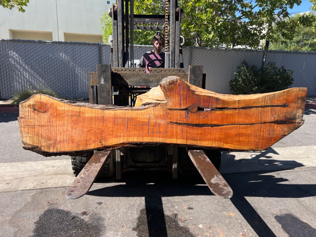 Slab MC 32, Monterey cypress