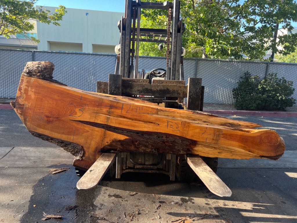Slab MC 40, Monterey cypress