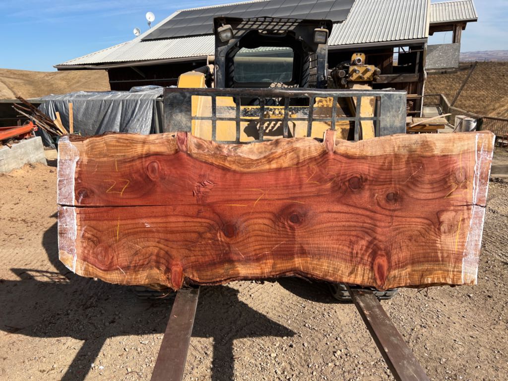 Slab RW 35, redwood, photographed in the yard