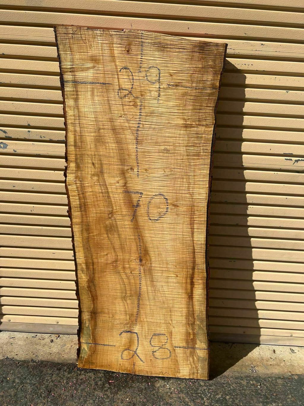 Slab SM 18, silver maple, photographed in the yard