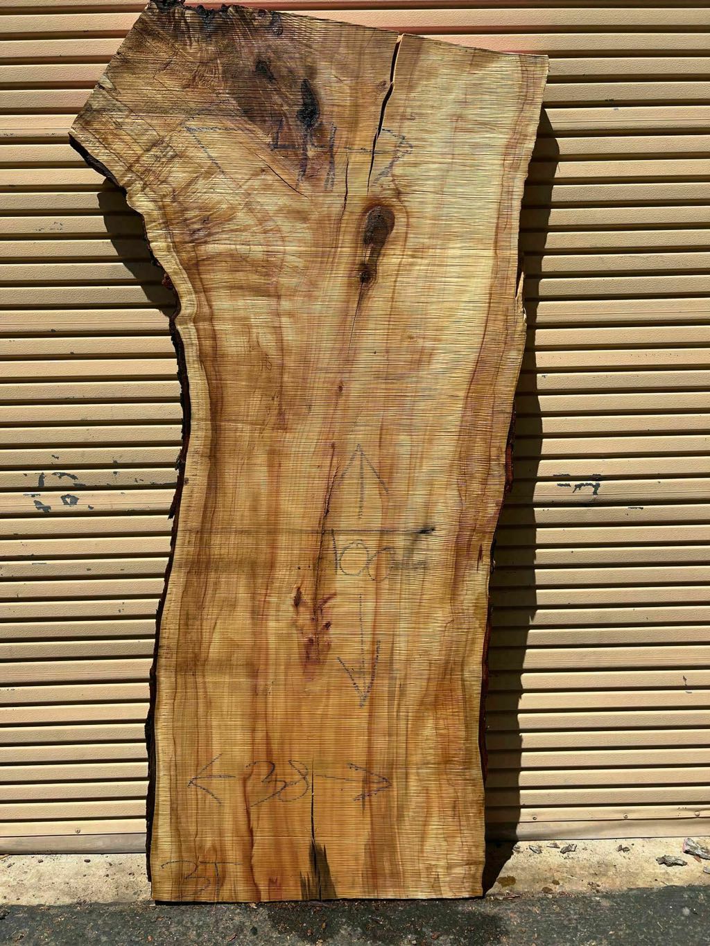 Slab SM 31, silver maple