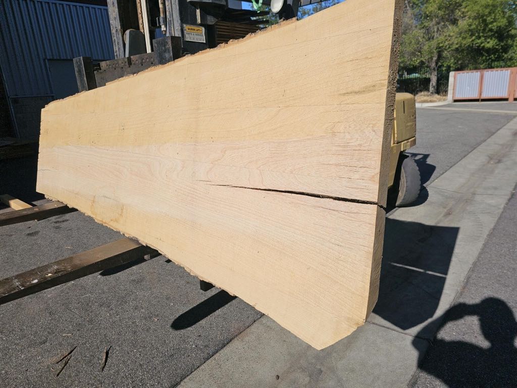 Slab WA 25, white ash, photographed in the yard