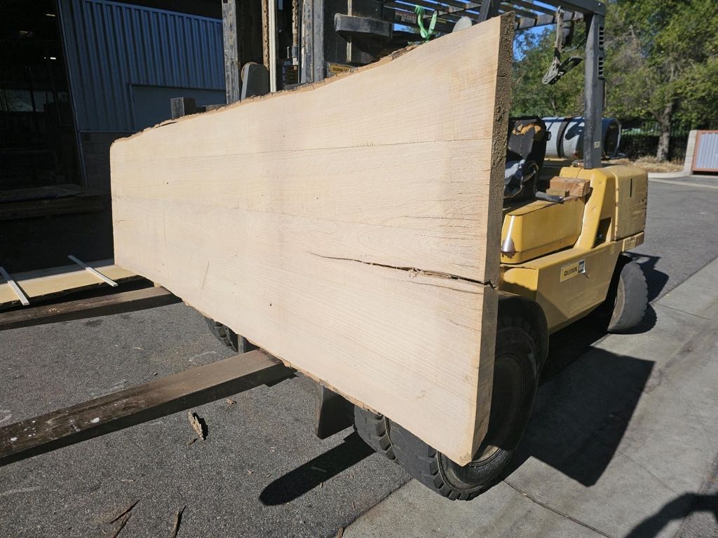 Slab WA 26, white ash