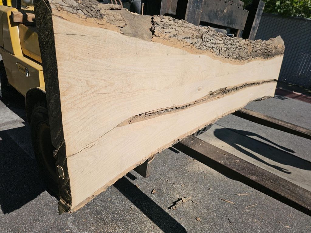 Slab WA 41, white ash, photographed in the yard