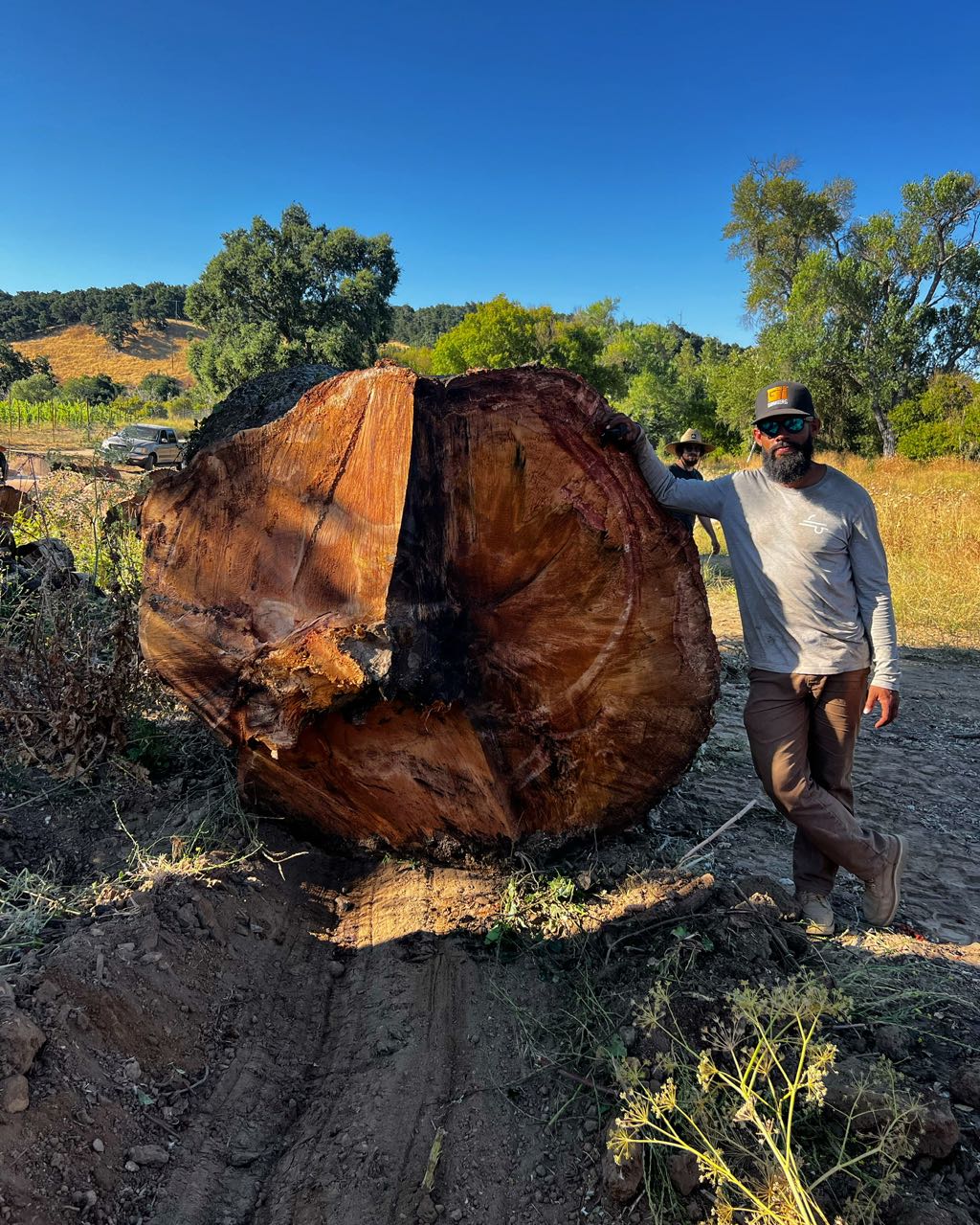 A freshly cut log round, taller than the man leaning on it, on a ranch with oaks and a vineyard behind
